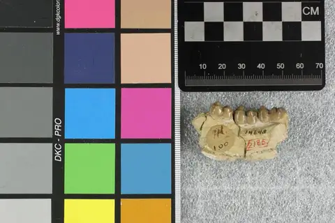 Dokumentasi YPM VP 014648 dengan identifikasi pada sumber Perchoerus nanus. Isi dan label gambar dipertahankan.