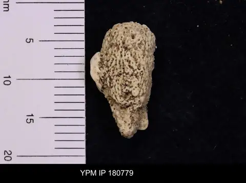Dokumentasi YPM IP 180779 dengan identifikasi pada sumber Oculospongia tubulifera. Isi dan label gambar dipertahankan.