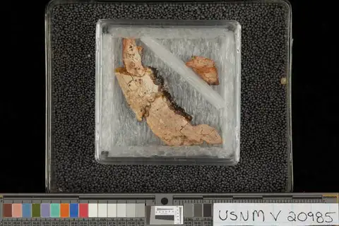 Dokumentasi USNM V20985 dengan identifikasi pada sumber Thryptacodon demari. Isi dan label gambar dipertahankan.