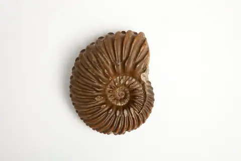 Dokumentasi P 64524 dengan identifikasi pada sumber Epihoplites denarius. Isi dan label gambar dipertahankan.