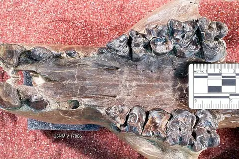 Dokumentasi USNM V17886 dengan identifikasi pada sumber Trogosus hyracoides. Isi dan label gambar dipertahankan.