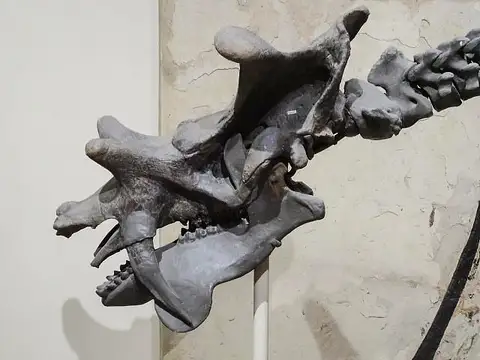 Dokumentasi USNM V16662 dengan identifikasi pada sumber Uintatherium anceps. Isi dan label gambar dipertahankan.