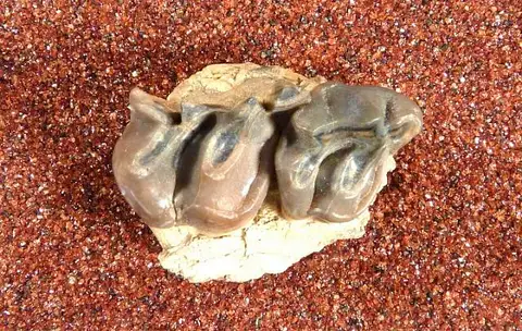Dokumentasi USNM PAL244359 dengan identifikasi pada sumber Toxotherium hunteri. Isi dan label gambar dipertahankan.