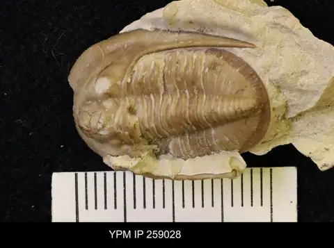 Dokumentasi YPM IP 259028 dengan identifikasi pada sumber Cordania falcata. Isi dan label gambar dipertahankan.
