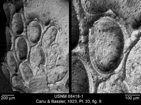Dokumentasi USNM PAL68418 dengan identifikasi pada sumber Conopeum barbarensis. Isi dan label gambar dipertahankan.