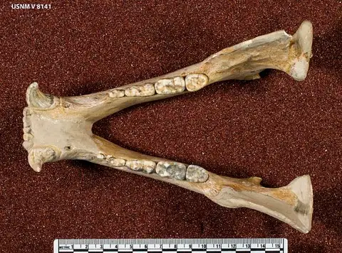 Dokumentasi USNM V8141 dengan identifikasi pada sumber Euarctos vitabilis. Isi dan label gambar dipertahankan.