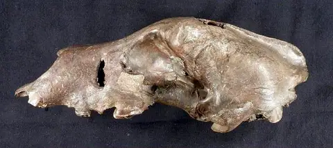 Dokumentasi USNM V4214 dengan identifikasi pada sumber Ursus procerus. Isi dan label gambar dipertahankan.