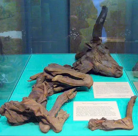 Dokumentasi USNM V26387 dengan identifikasi pada sumber Bison priscus. Isi dan label gambar dipertahankan.