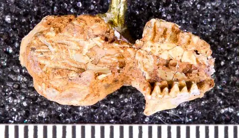 Dokumentasi USNM V12433 dengan identifikasi pada sumber Eptesicus grandis. Isi dan label gambar dipertahankan.