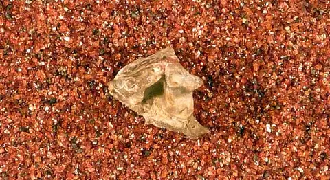 Dokumentasi USNM V12869 dengan identifikasi pada sumber Spilogale pedroensis. Isi dan label gambar dipertahankan.