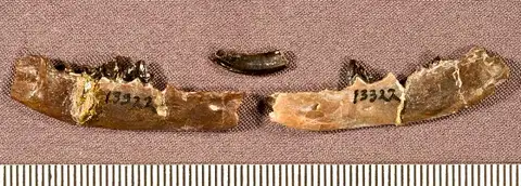 Dokumentasi USNM V13322 dengan identifikasi pada sumber Viverravus gracilis. Isi dan label gambar dipertahankan.