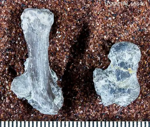Dokumentasi USNM PAL608461 dengan identifikasi pada sumber Wyolestes dioctes. Isi dan label gambar dipertahankan.