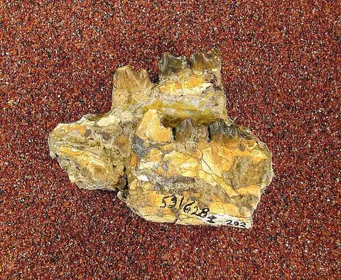Dokumentasi USNM PAL531628 dengan identifikasi pada sumber Xenicohippus grangeri. Isi dan label gambar dipertahankan.
