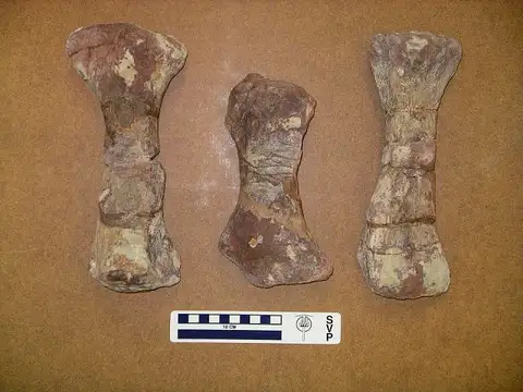 Dokumentasi USNM V2364 dengan identifikasi pada sumber Dystrophaeus viaemalae. Isi dan label gambar dipertahankan.