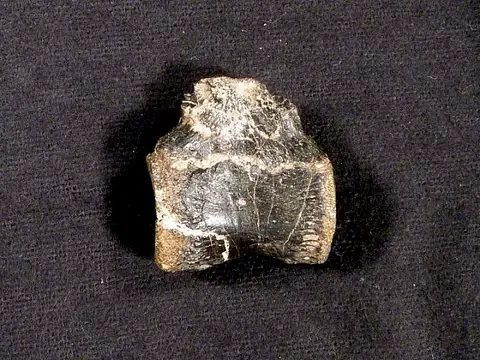 Dokumentasi USNM V8419 dengan identifikasi pada sumber Dryosaurus altus. Isi dan label gambar dipertahankan.
