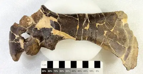 Dokumentasi USNM V7758 dengan identifikasi pada sumber Thescelosaurus neglectus. Isi dan label gambar dipertahankan.