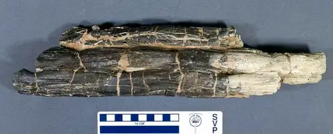 Dokumentasi USNM V16747 dengan identifikasi pada sumber Euoplocephalus tutus. Isi dan label gambar dipertahankan.