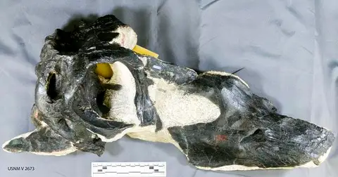 Dokumentasi USNM V2673 dengan identifikasi pada sumber Diplodocus longus. Isi dan label gambar dipertahankan.