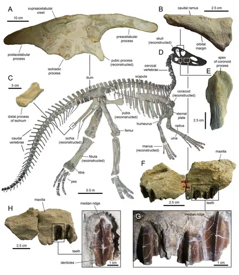 Dokumentasi YPM VP 001190 dengan identifikasi pada sumber Claosaurus agilis. Isi dan label gambar dipertahankan.