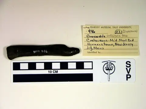 Dokumentasi YPM VP 000986 dengan identifikasi pada sumber Goniopholis felix. Isi dan label gambar dipertahankan.