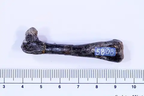 Dokumentasi USNM V5808 dengan identifikasi pada sumber Othnielosaurus consors. Isi dan label gambar dipertahankan.