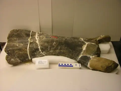 Dokumentasi YPM VP 005852 dengan identifikasi pada sumber Camarasaurus grandis. Isi dan label gambar dipertahankan.
