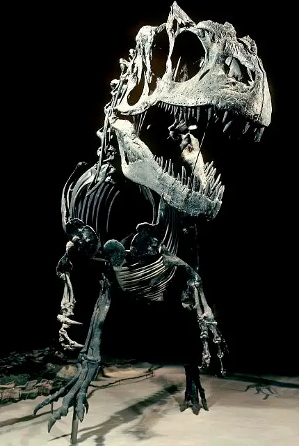 Dokumentasi USNM V4734 dengan identifikasi pada sumber Allosaurus fragilis. Isi dan label gambar dipertahankan.