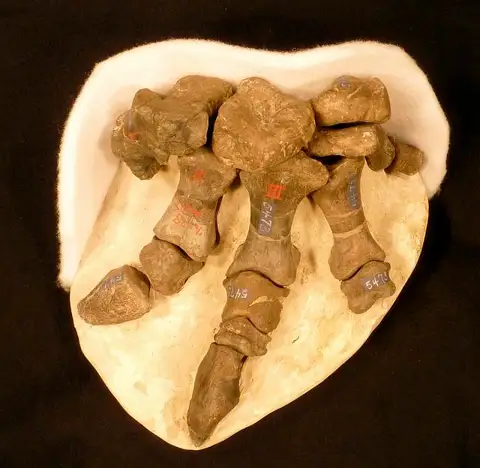 Dokumentasi USNM V5473 dengan identifikasi pada sumber Camptosaurus dispar. Isi dan label gambar dipertahankan.