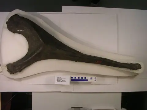 Dokumentasi YPM VP 001980 dengan identifikasi pada sumber Brontosaurus excelsus. Isi dan label gambar dipertahankan.