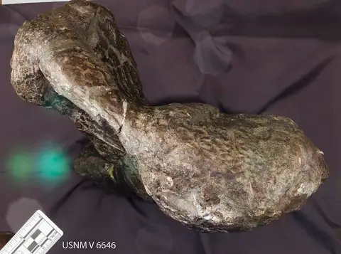Dokumentasi USNM V6646 dengan identifikasi pada sumber Stegosaurus ungulatus. Isi dan label gambar dipertahankan.