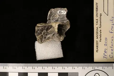 Dokumentasi YPM VP 002010 dengan identifikasi pada sumber Coelurus fragilis. Isi dan label gambar dipertahankan.