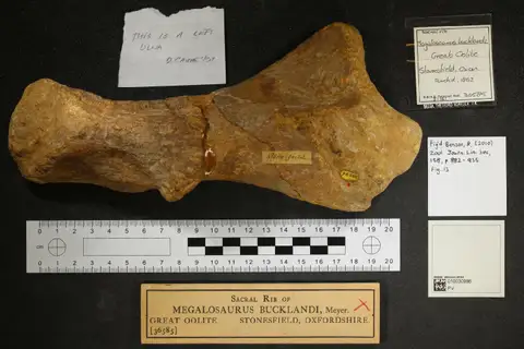 Dokumentasi PV OR 36585 dengan identifikasi pada sumber Megalosaurus bucklandii. Isi dan label gambar dipertahankan.