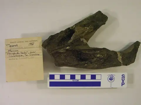Dokumentasi YPM VP 020249 dengan identifikasi pada sumber Dioplotherium manigaulti. Isi dan label gambar dipertahankan.