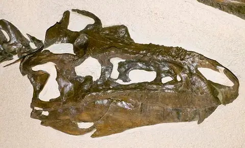 Dokumentasi USNM V12814 dengan identifikasi pada sumber Gorgosaurus libratus. Isi dan label gambar dipertahankan.