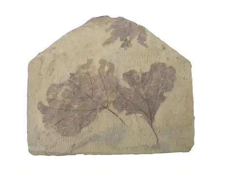 Dokumentasi YPM PB 007976 dengan identifikasi pada sumber Platanus raynoldsi. Isi dan label gambar dipertahankan.