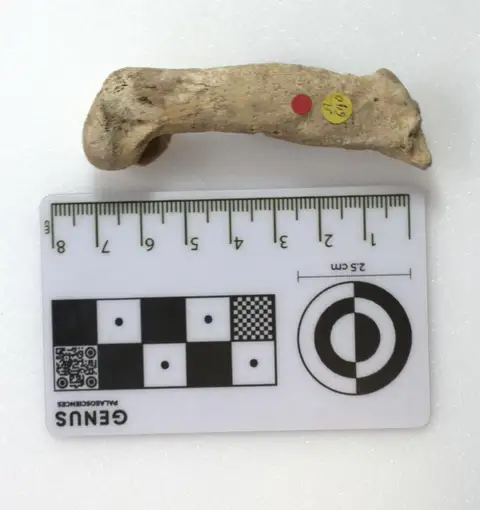 Dokumentasi PV A 590 dengan identifikasi pada sumber Palaeospheniscus bergi. Isi dan label gambar dipertahankan.