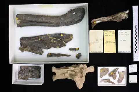 Dokumentasi PV R 9951 b dengan identifikasi pada sumber Baryonyx walkeri. Isi dan label gambar dipertahankan.