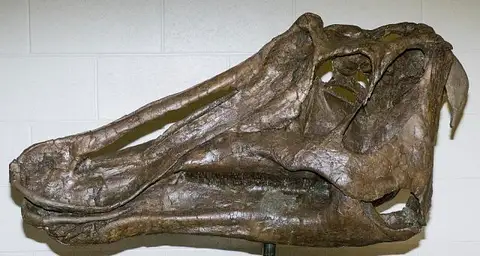 Dokumentasi USNM V12712 dengan identifikasi pada sumber Prosaurolophus maximus. Isi dan label gambar dipertahankan.