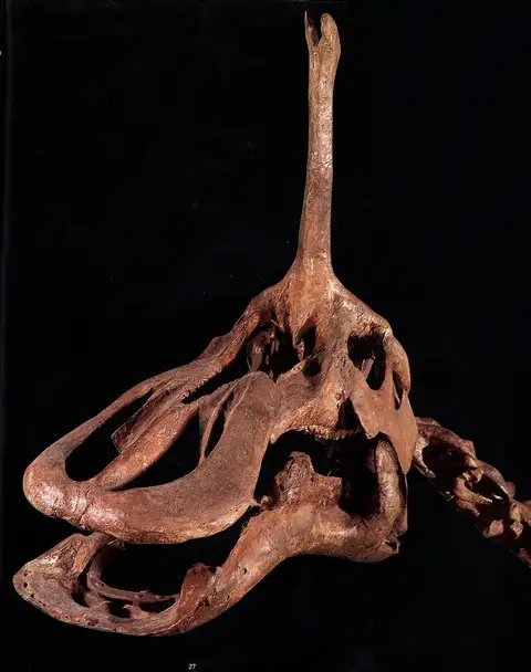 Dokumentasi P 206976 dengan identifikasi pada sumber Tsintaosaurus spinorhinus. Isi dan label gambar dipertahankan.