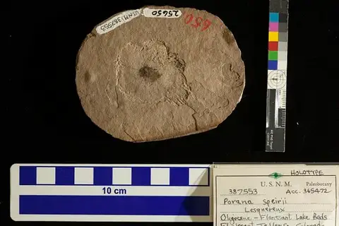 Dokumentasi USNM PAL387553 dengan identifikasi pada sumber Florissantia speirii. Isi dan label gambar dipertahankan.