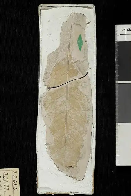 Dokumentasi USNM P35599 dengan identifikasi pada sumber Knightiophyllum wilcoxianum. Isi dan label gambar dipertahankan.