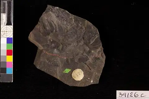 Dokumentasi USNM P39126A dengan identifikasi pada sumber Nordenskioldia borealis. Isi dan label gambar dipertahankan.