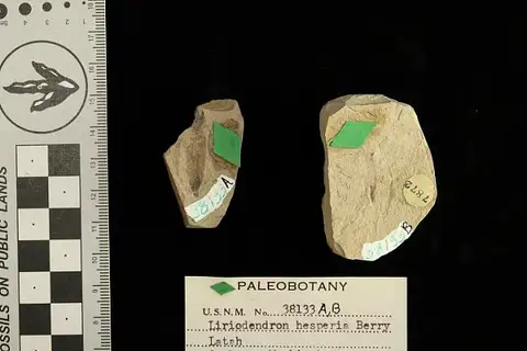 Dokumentasi USNM P38133B dengan identifikasi pada sumber Liriodendron hesperia. Isi dan label gambar dipertahankan.