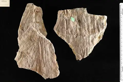Dokumentasi USNM P35329 dengan identifikasi pada sumber Iriartites tumbezensis. Isi dan label gambar dipertahankan.