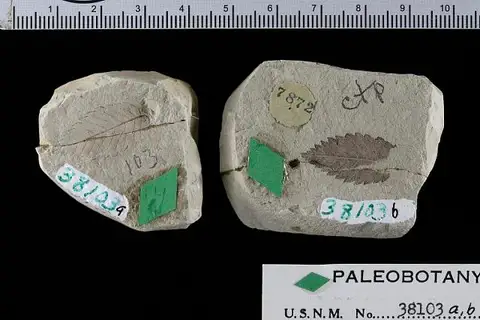 Dokumentasi USNM P38103 dengan identifikasi pada sumber Fagopsis longifolia. Isi dan label gambar dipertahankan.