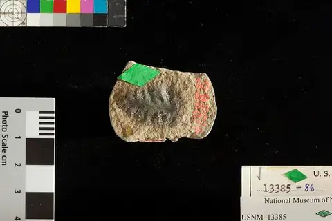 Dokumentasi USNM P13385A dengan identifikasi pada sumber Stellatheca latiloba. Isi dan label gambar dipertahankan.