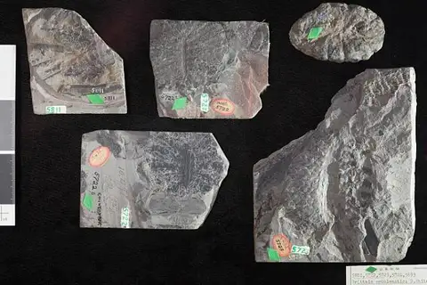 Dokumentasi USNM P5811 dengan identifikasi pada sumber Brittsia problematica. Isi dan label gambar dipertahankan.