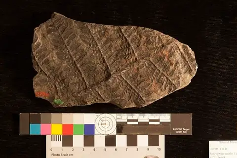 Dokumentasi USNM P11234 dengan identifikasi pada sumber Neuropteris smithsii. Isi dan label gambar dipertahankan.