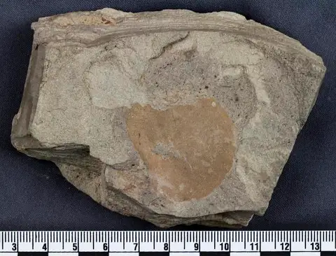 Dokumentasi USNM PAL617212 dengan identifikasi pada sumber Nelumbites extenuinervis. Isi dan label gambar dipertahankan.