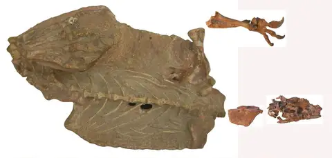Dokumentasi YPM VP 001883 dengan identifikasi pada sumber Anchisaurus polyzelus. Isi dan label gambar dipertahankan.